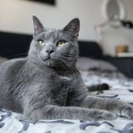 Is Mold Toxic to Pets? 9 Things to Know About Mold