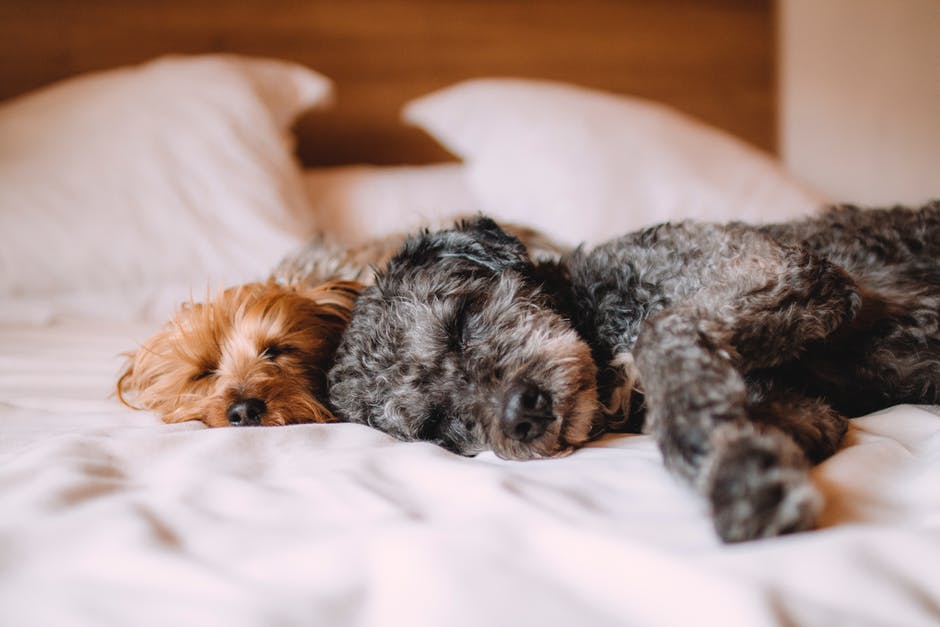 As a pet owner, it can sometimes be a rather smelly life. It doesn't have to be! These safe ways to eliminate dog odors will change the game for good.