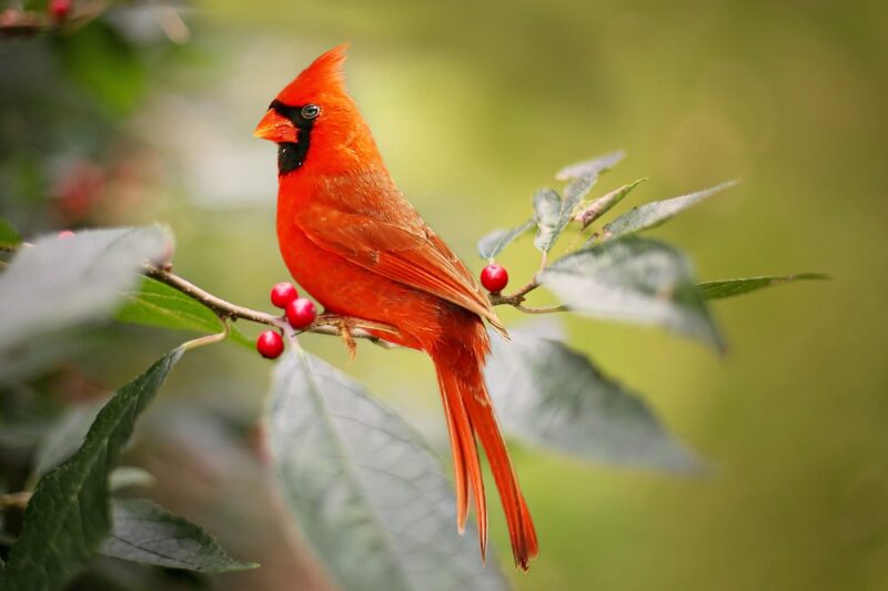 What do cardinals eat? If you're an avid bird watcher that loves to attract these beautiful red birds to your backyard, click to learn more!