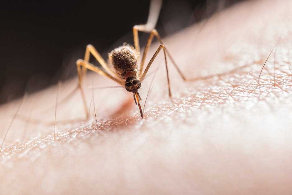 There's been a lot of gossip and hearsay among outdoorsmen lately. Let's debunk the most common mosquito bite myths that exist today.