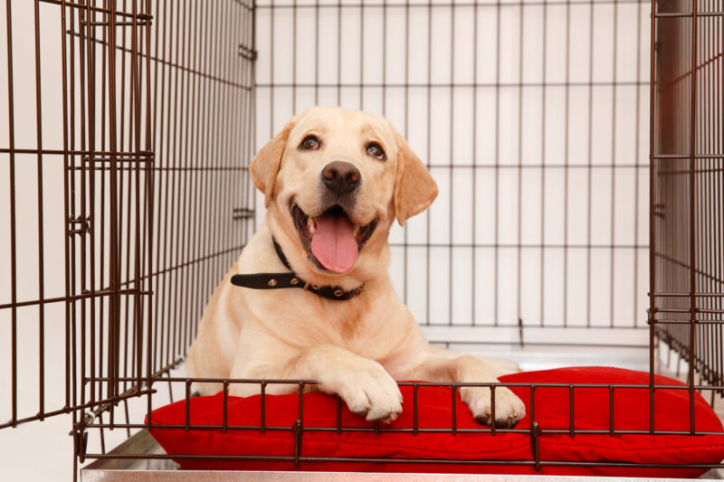 What To Do When Cleaning a Dog Kennel