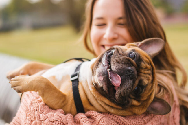 Are you looking to add a furry friend to the family but aren't sure of the breed you want? This is why you should consider a french bulldog.