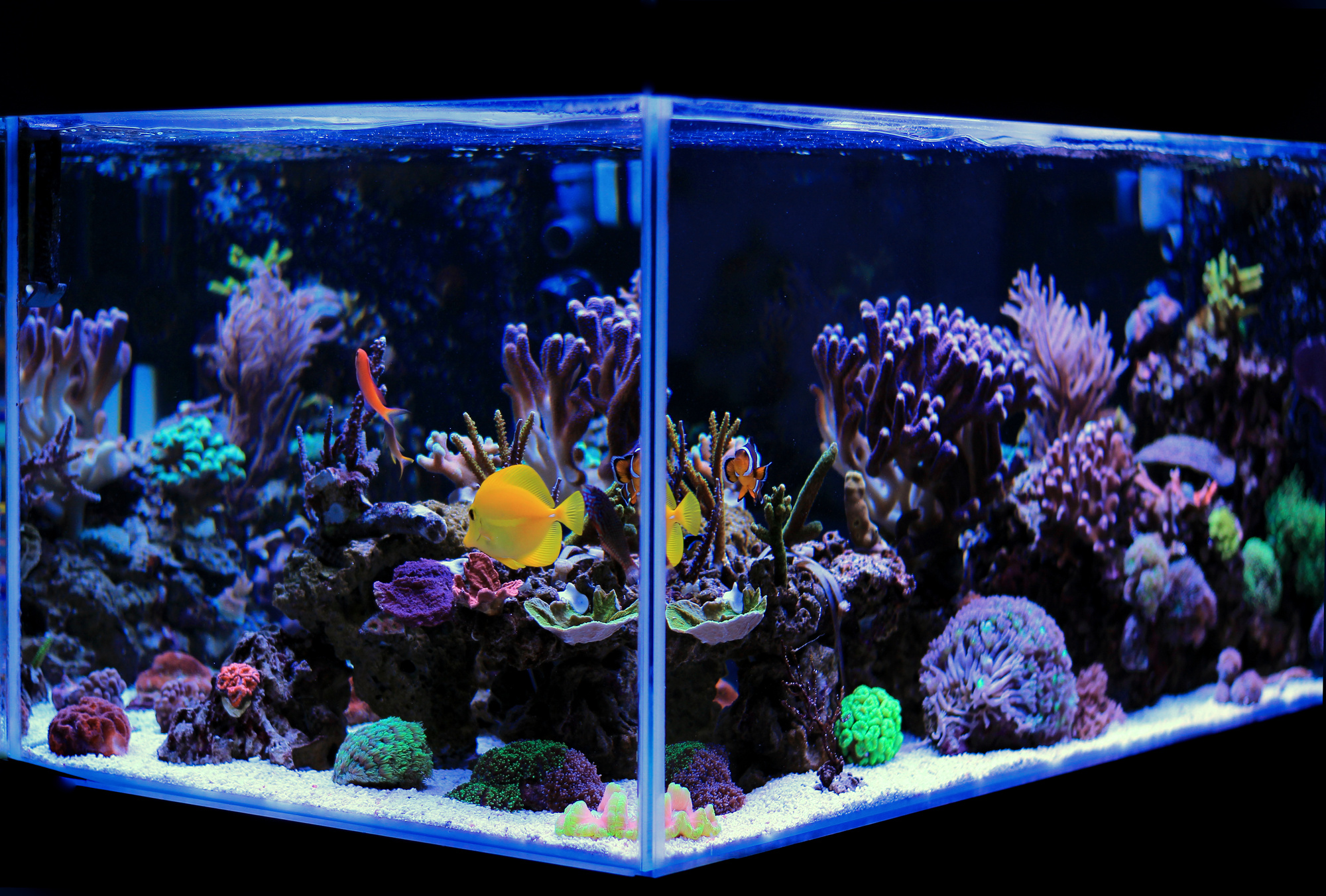 Building a reef aquarium can be an exciting process, but you should know what to buy before starting. Learn how to choose reef aquarium supplies here!