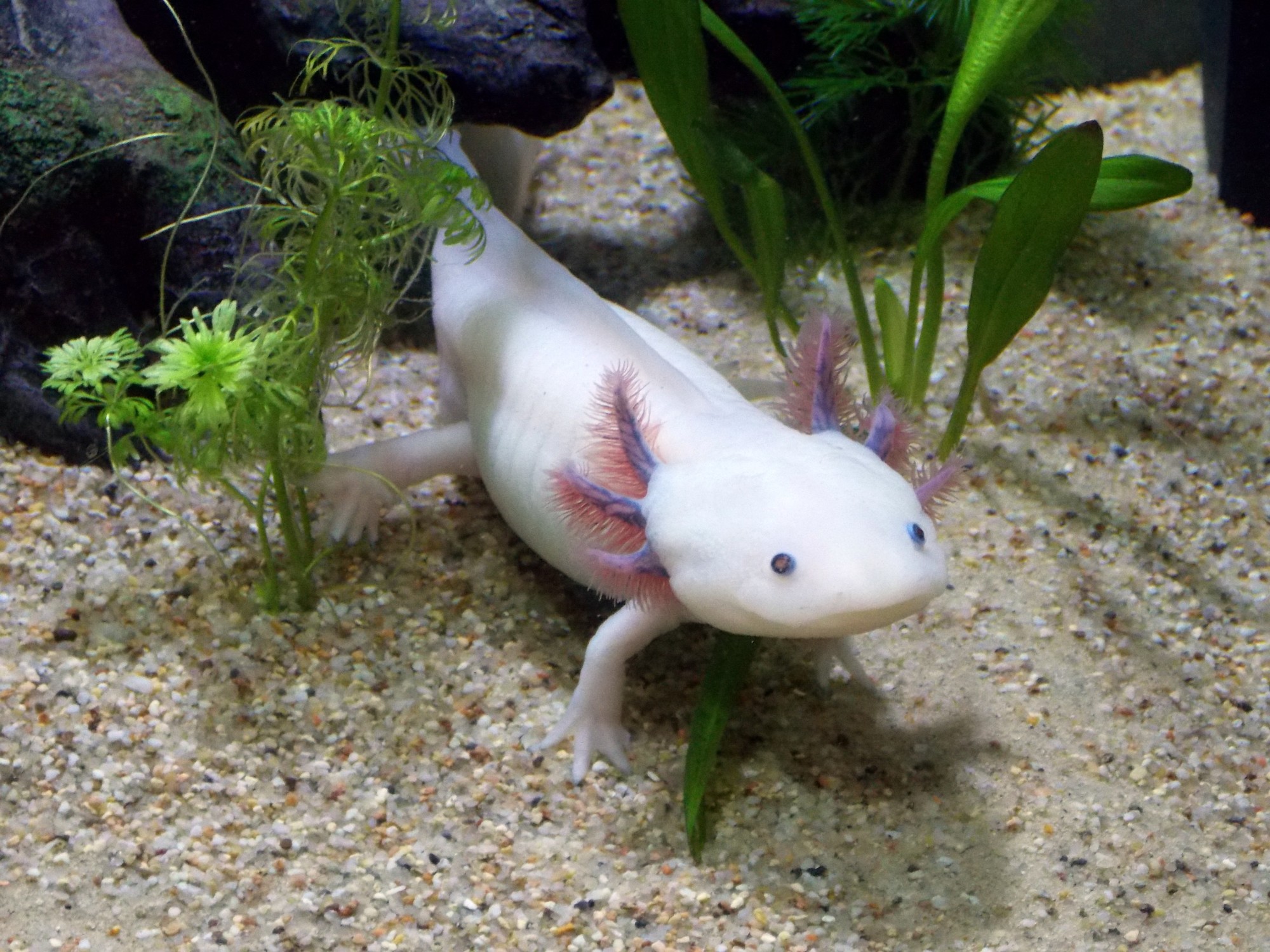 There are several reasons why you should get an axolotl as a pet. Learn how to take care of an axolotl by checking out this guide.