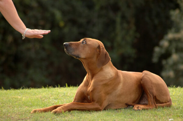 Is your dog ready for more advanced tricks? Learn how to teach your dog to play dead and delight all your friends with this quick guide.