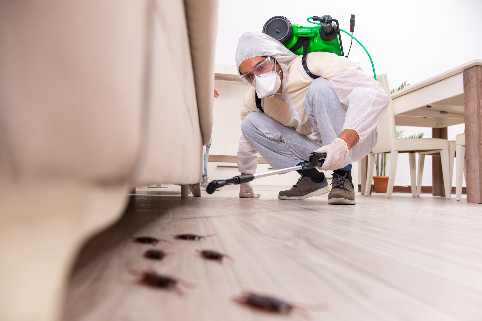 What are some common household pests and how can you recognize them? Read this quick guide to know when bugs are in your home and how to get rid of them!