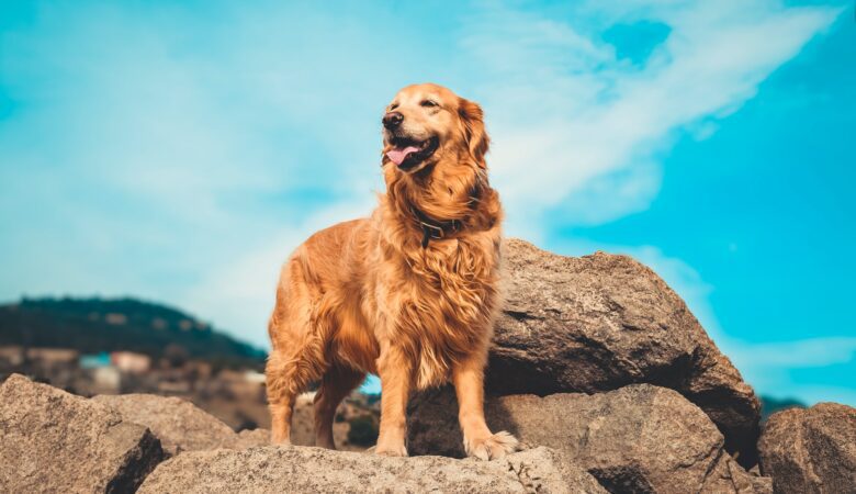 Everything You Need to Consider When Adopting a Golden Retriever