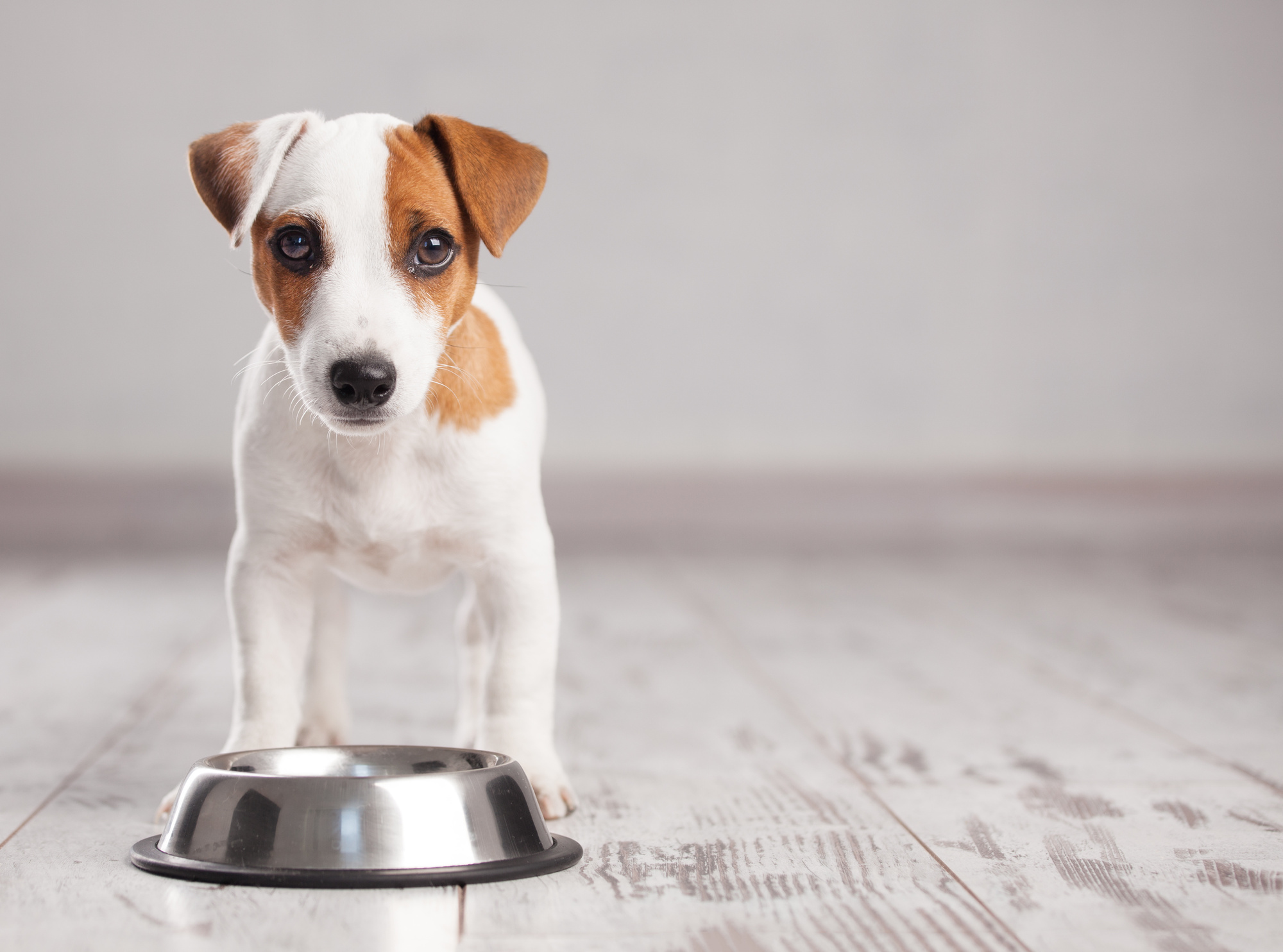 Puppies need special diets and care than their older adult counterparts. Learn what to feed a puppy when you bring it home here.