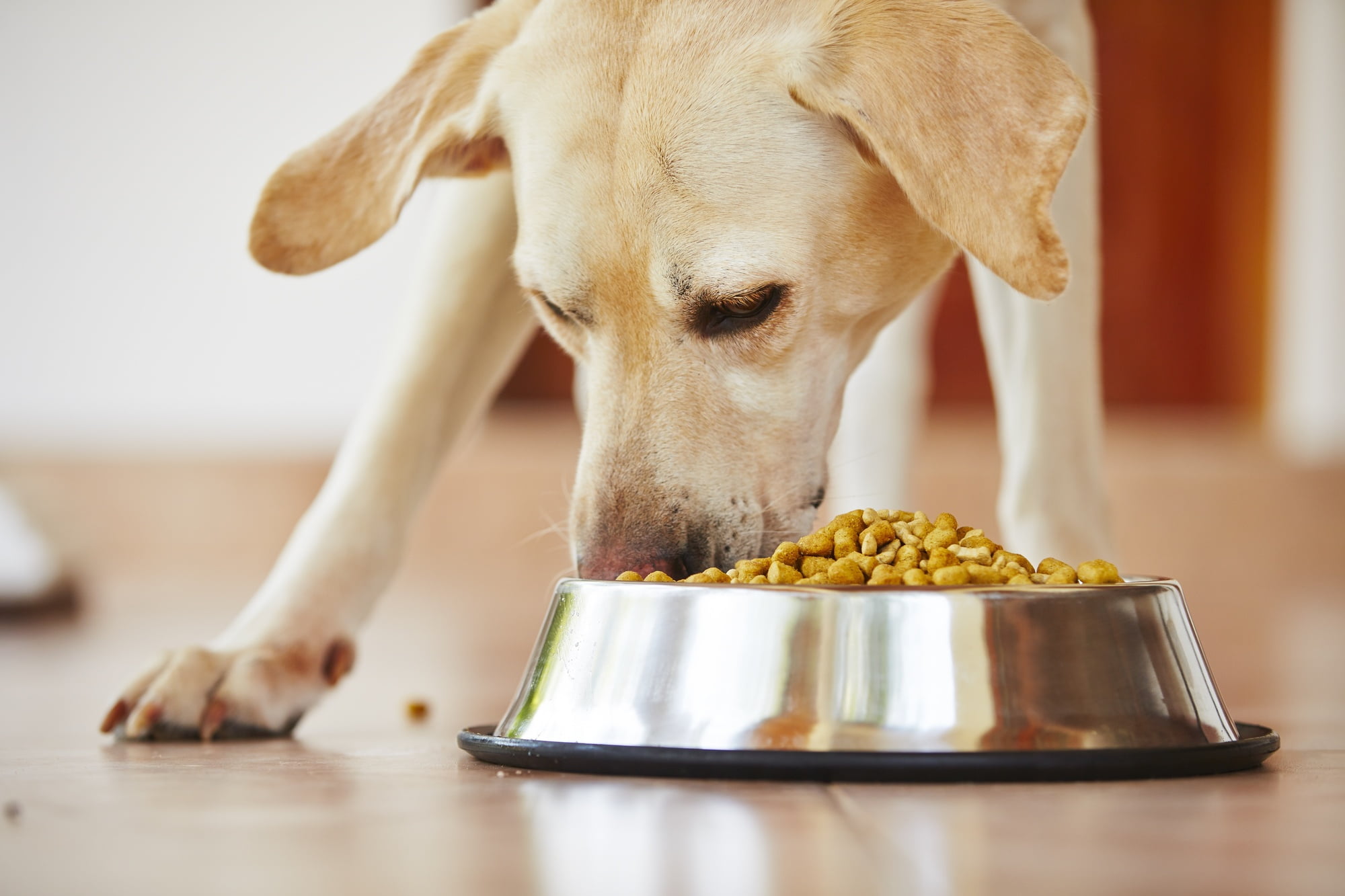 Could you possibly have a dog with food allergies? Watch out for these 5 tell-tale signs, and then help them find some relief.