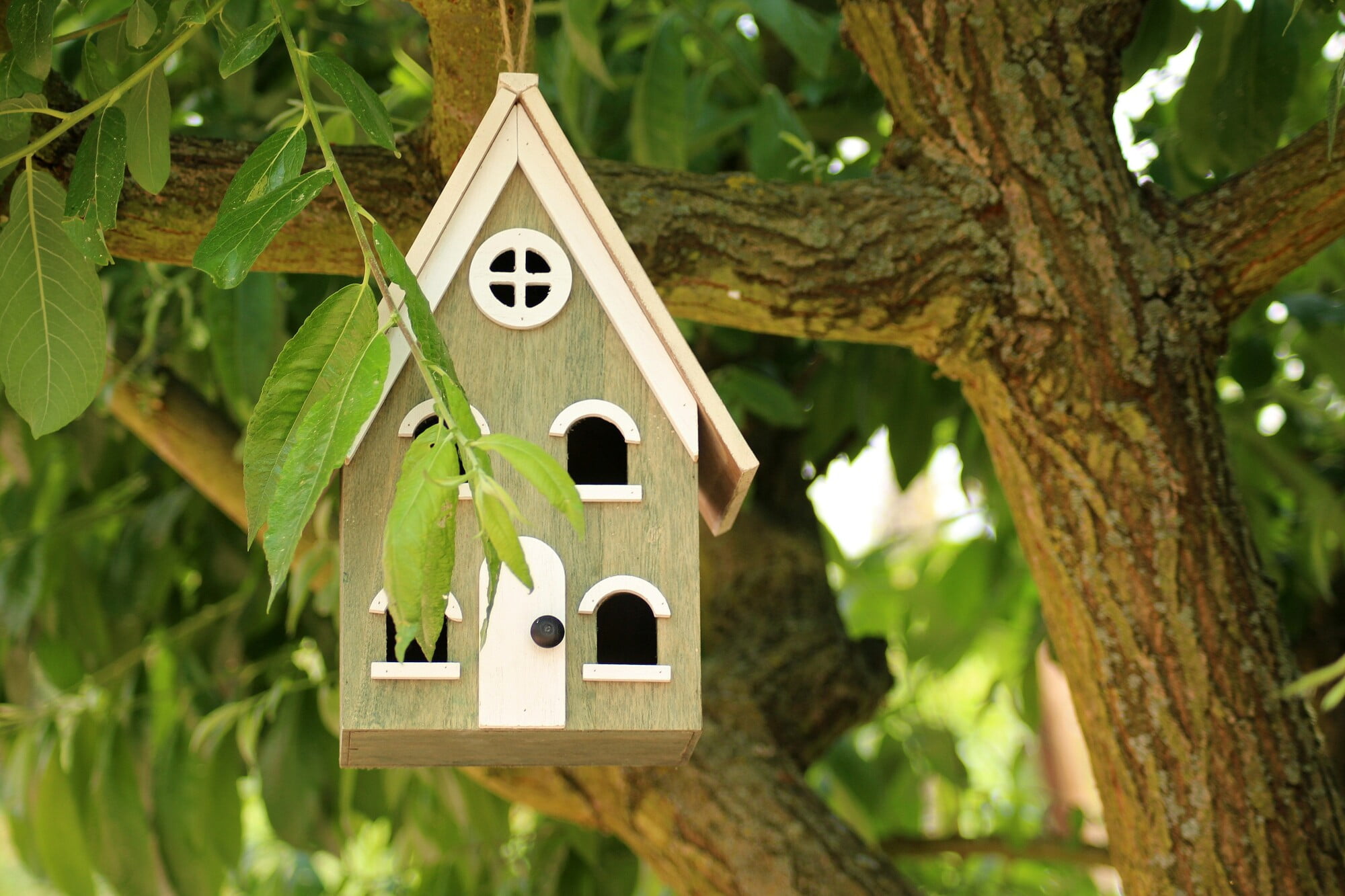 Are you looking for the perfect bird house for your backyard? Click here for the ultimate guide to choosing a bird house for your home.
