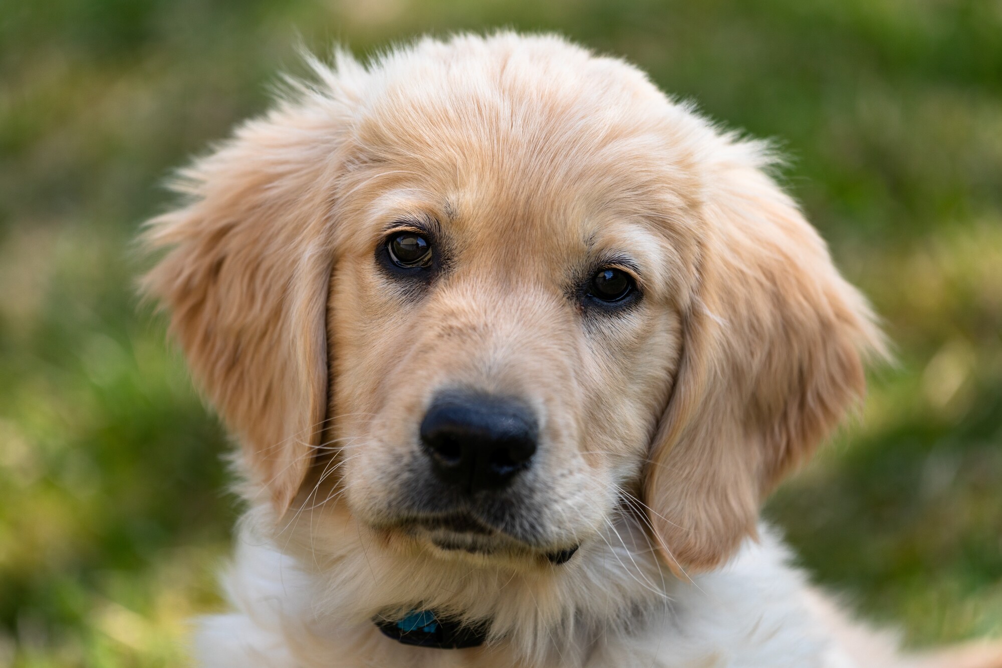 What To Look For In Food For Your Golden Retriever Puppy Lifestyle 