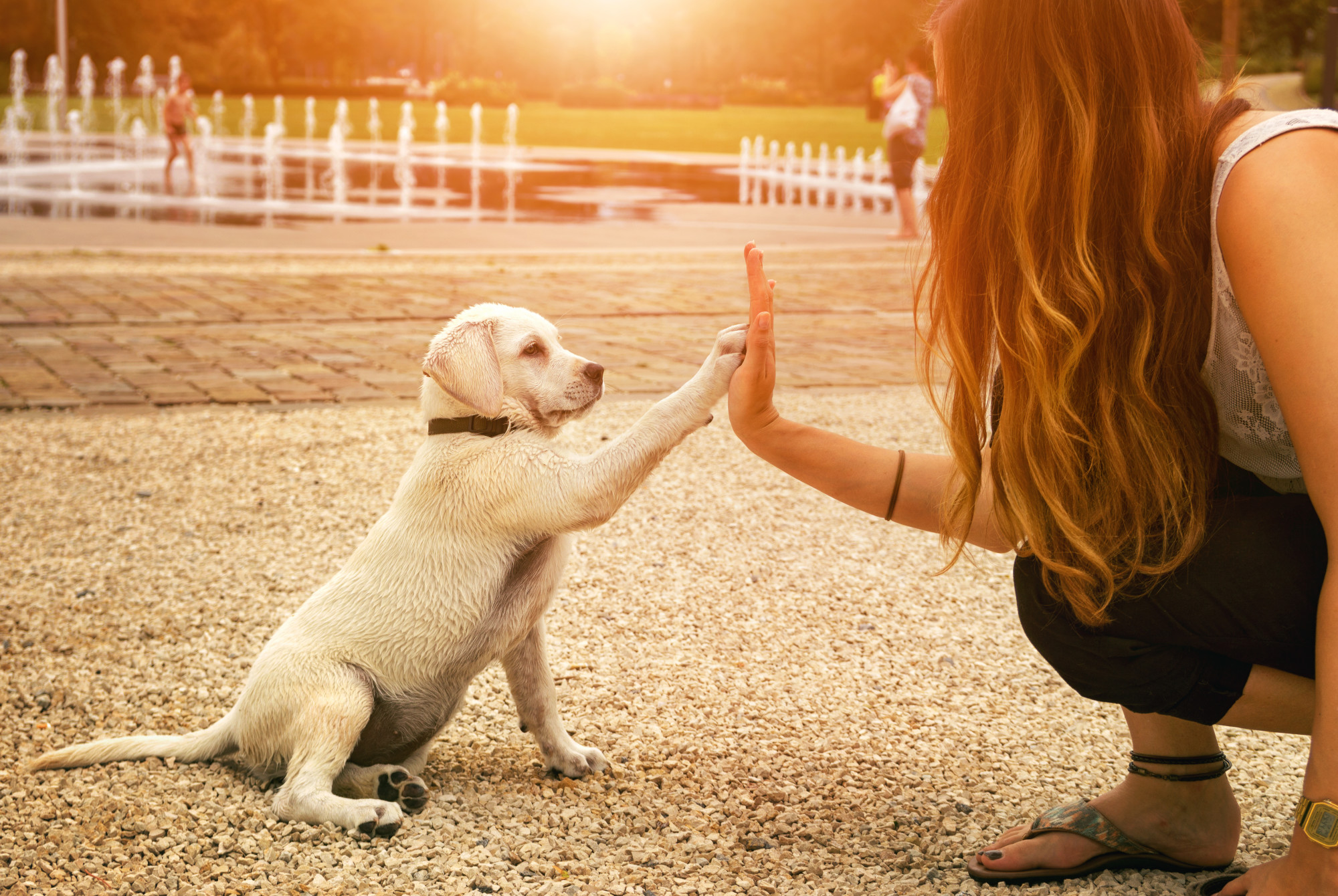 Make sure your puppy gets off to a great start in their new home. Check out our puppy training tips for new dog owners with practical ideas you can use today.