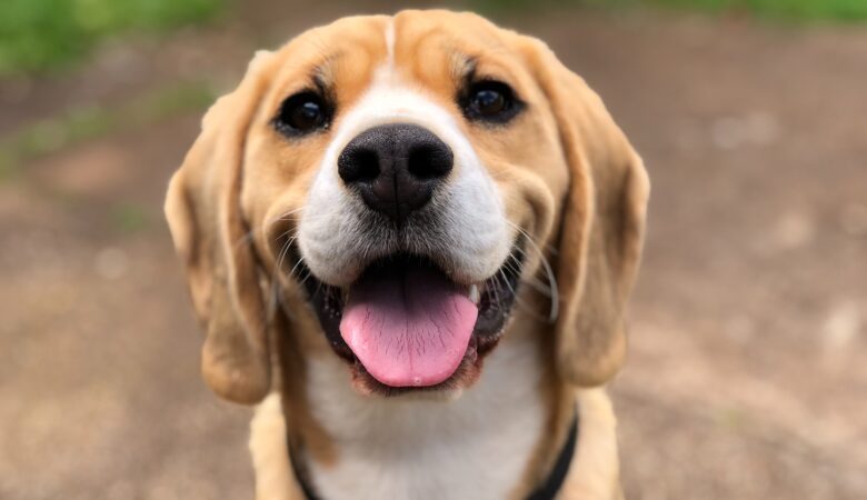 Interesting Facts About a Beagle Dog Breed