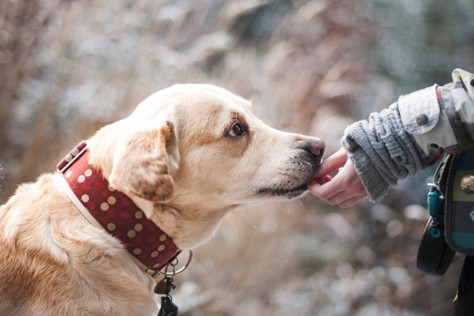 Useful Tips for Owners on Taking Proper Care of Their Pet's Safety