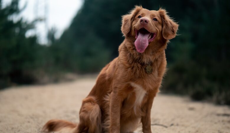 What are the five things that dogs require to stay healthy?