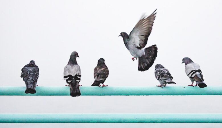 Non-Traditional Ways to Get Rid of Pigeons