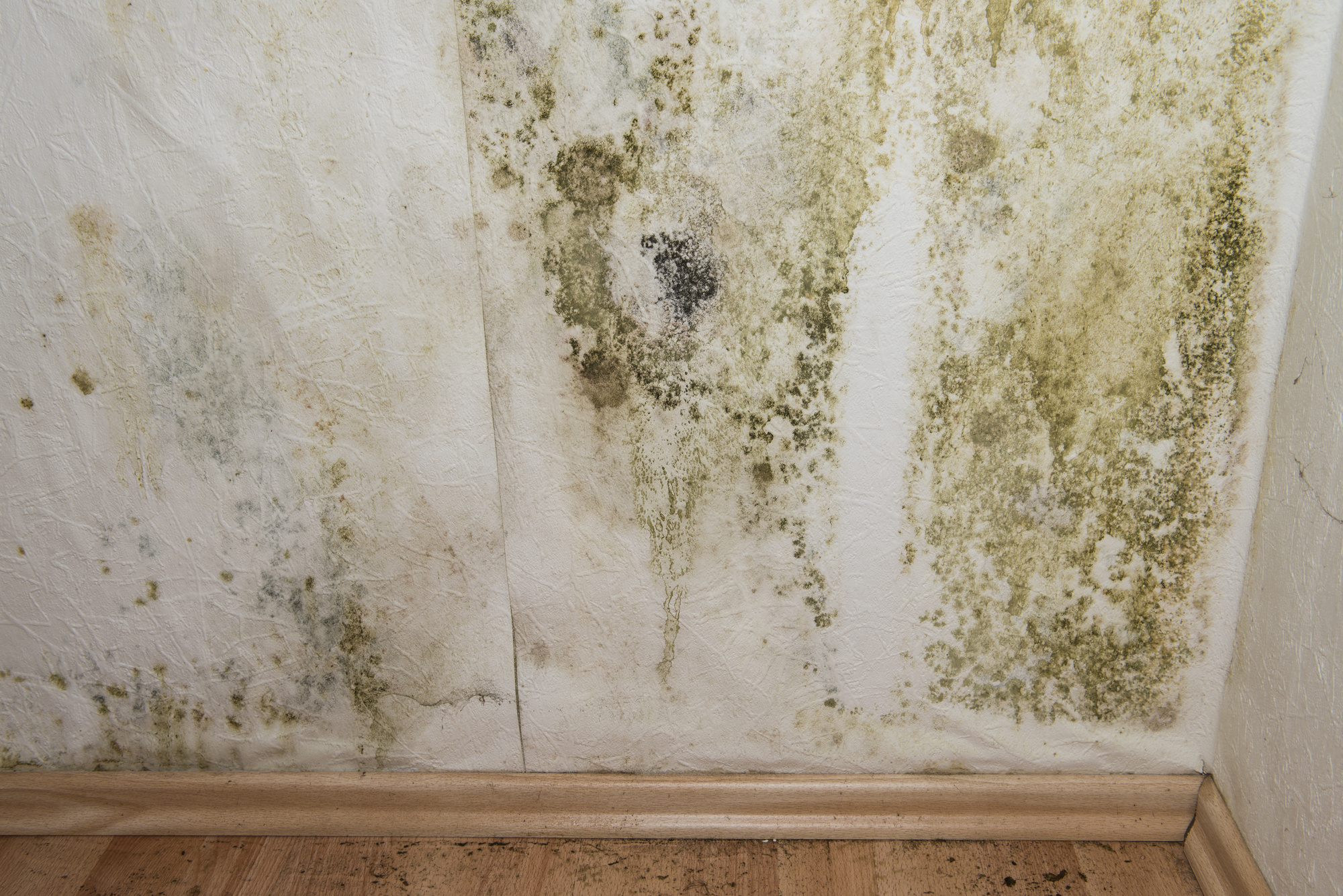 Are you concerned that you may have dangerous mold in your home? Check out this guide on how to identify mold to determine if that's the case!