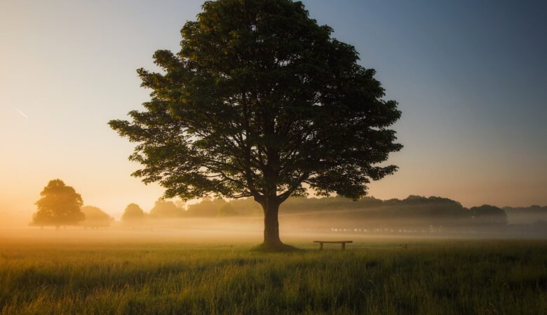 Purchasing a Memorial Tree: How the Process Works