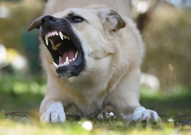 The Duration for a Dog Bite Settlement