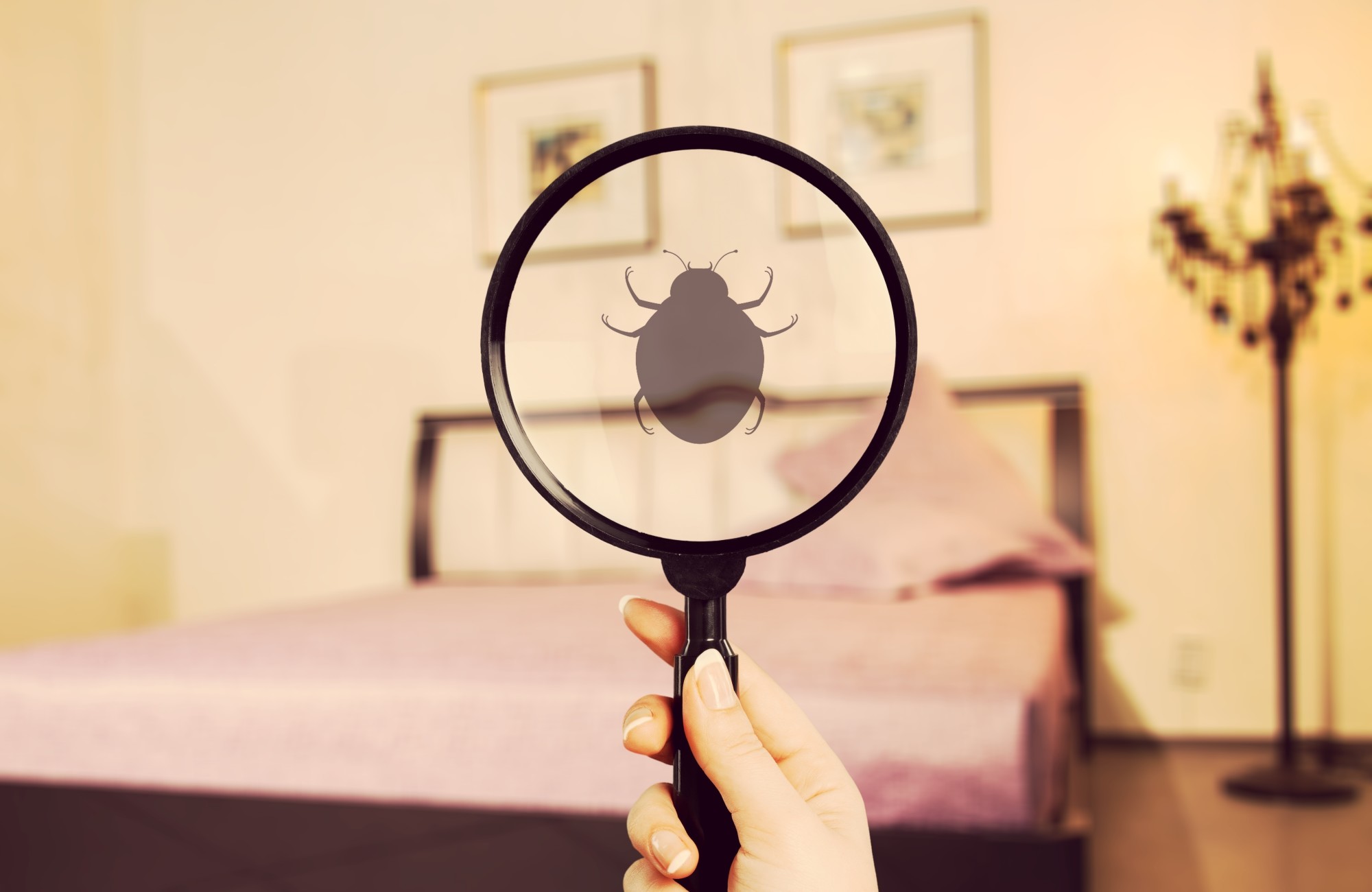 Did you know that bed bugs can hitch a ride in your suitcase? Learn how to check for bed bugs in a hotel room to avoid transporting the unwanted pests home.