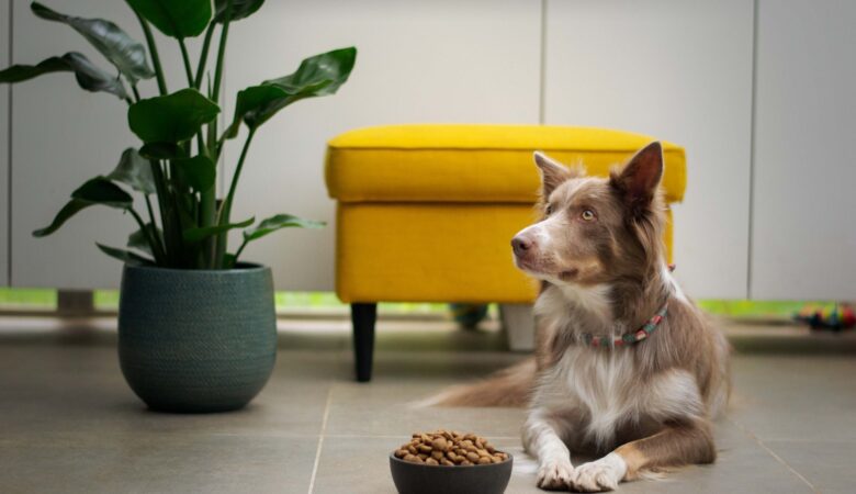 Tips Worth Noting When Choosing the Best Food for Your Dog