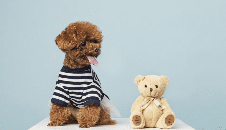 Dog Toy Container: Why It's Essential And How To Choose One?