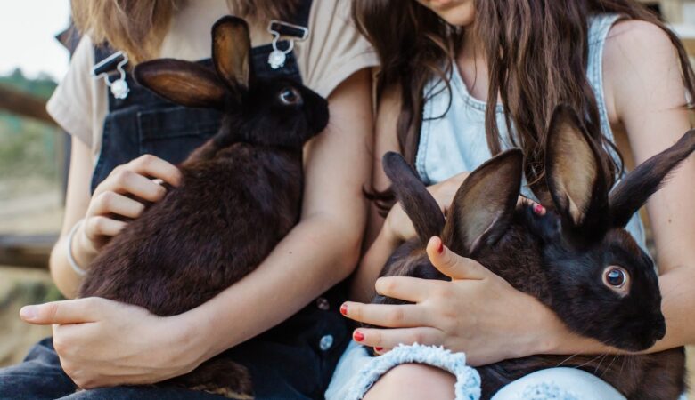 The Best Family Animal to Adopt for Newbies