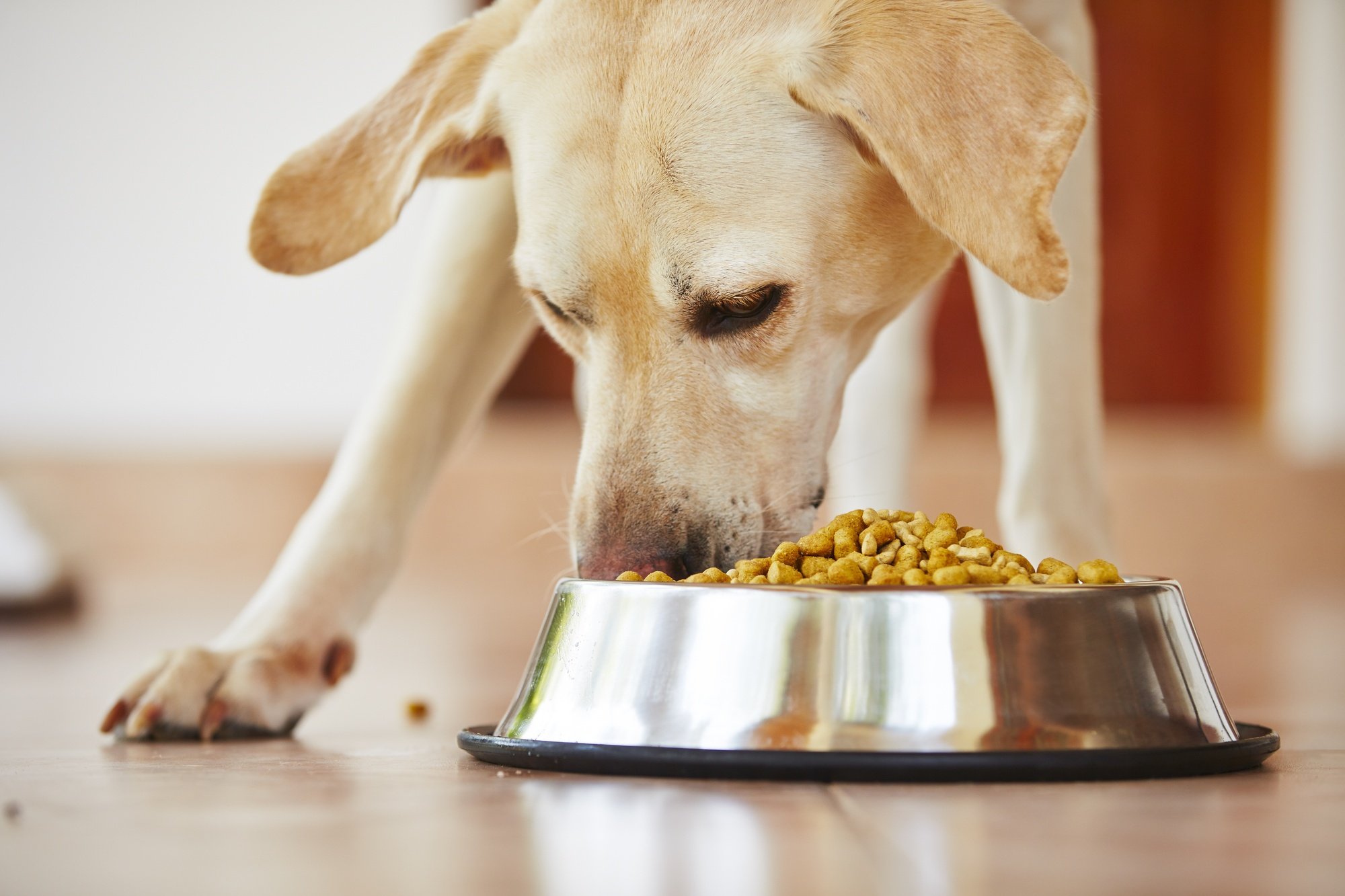If you purchased a large quantity of dog food, you may wonder how long to keep it. Do dog food expire? Get the answer here.