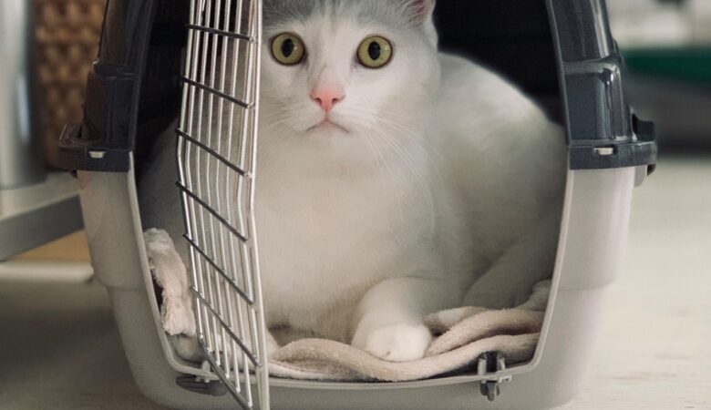 Essential Checklist for International Pet Air Transport