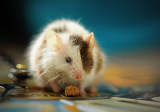 Design with Precision: Keeping Pests Out of Your Masterpieces