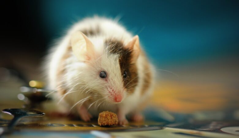 Design with Precision: Keeping Pests Out of Your Masterpieces