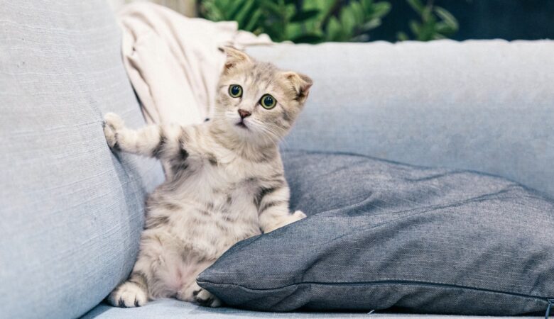 Adopted Your First Pet? 4 Things You Might Not Have Considered Before They Arrive
