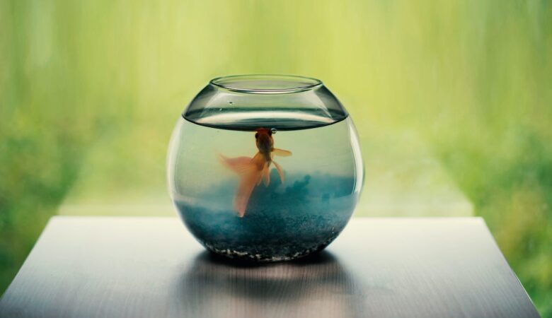 The Perfect Pet for College Students: A Guide to Making the Right Choice