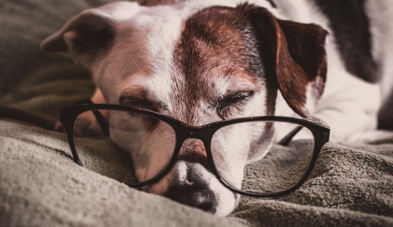 Traditional vs. Natural Memorials: What’s Right for Your Pet?