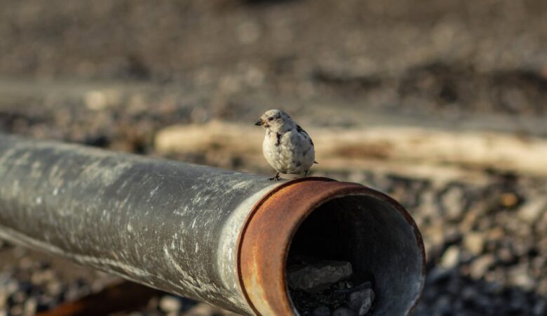 The Benefits of Trenchless Sewer Pipelining - A Comprehensive Guide