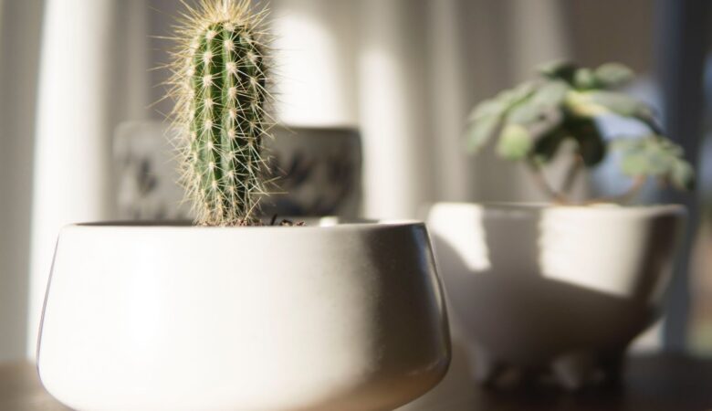 The Best Housewarming Gifts For Plant Lovers