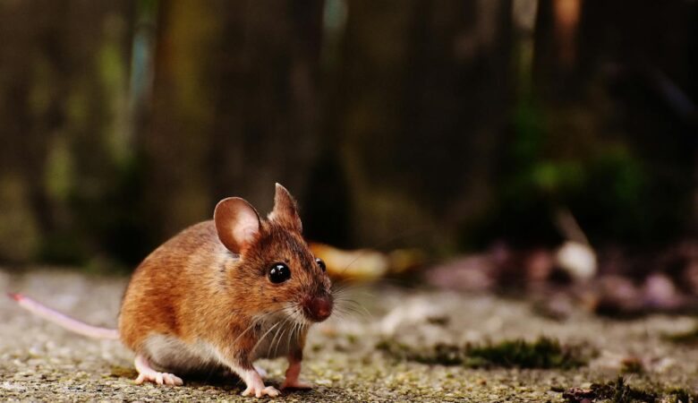 A Comprehensive Guide to Vermin-Proofing Your Home