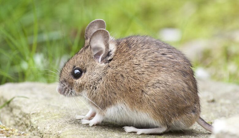 The 7 Major Effects of Pest Infestations on Your Health and Well-being