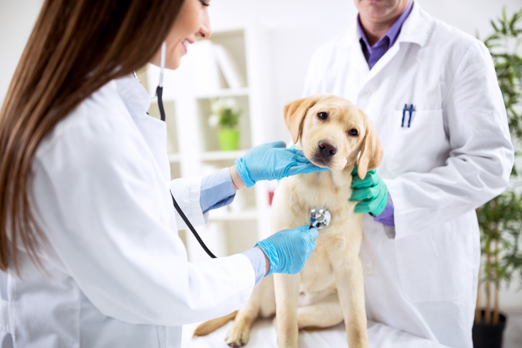 Discover veterinarian indianapolis low cost options for affordable pet care. Learn how affordable veterinary services benefit pets and families.