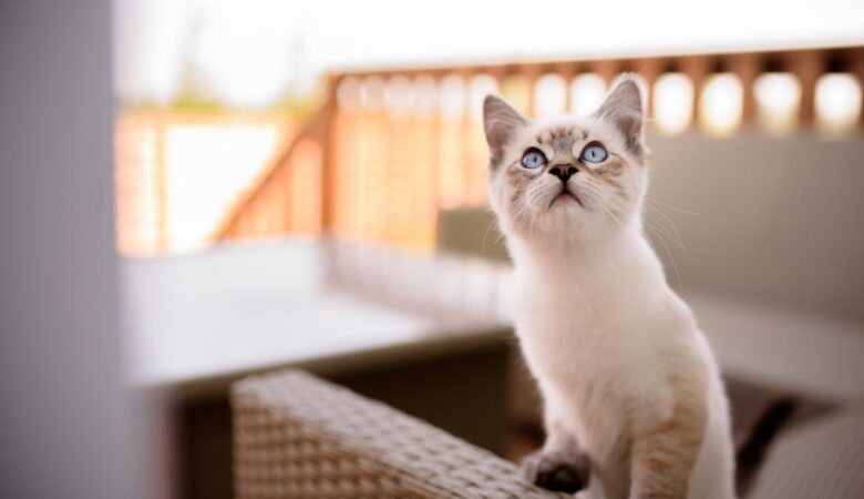 Ragdoll Kittens - A Guide to Raising and Caring For These Furry Friends