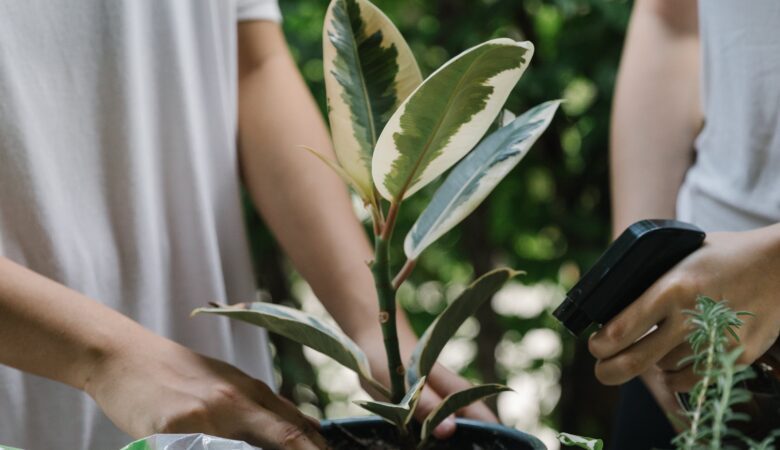 The Top Five Pest-Repelling Plants for a Beautiful and Bug-Free Garden