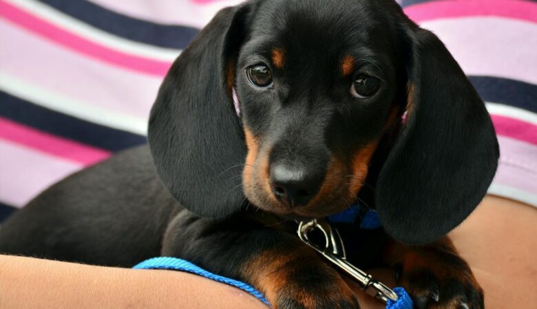 What to Consider When Buying a Dachshund