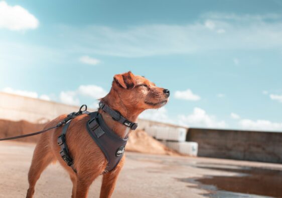 Optimizing Canine Comfort: Understanding Dog Harness Features and Fit