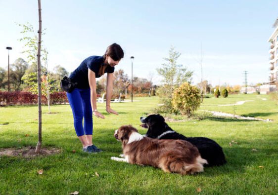 Modern Technology In Shaping Dog Training