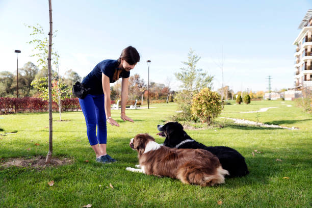 Modern Technology In Shaping Dog Training